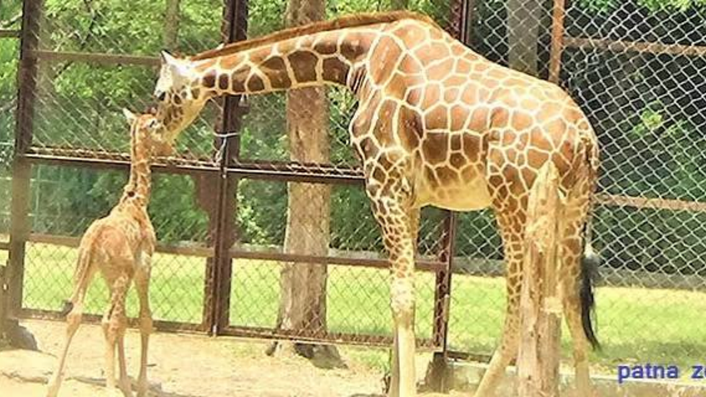 Patna Zoo Location