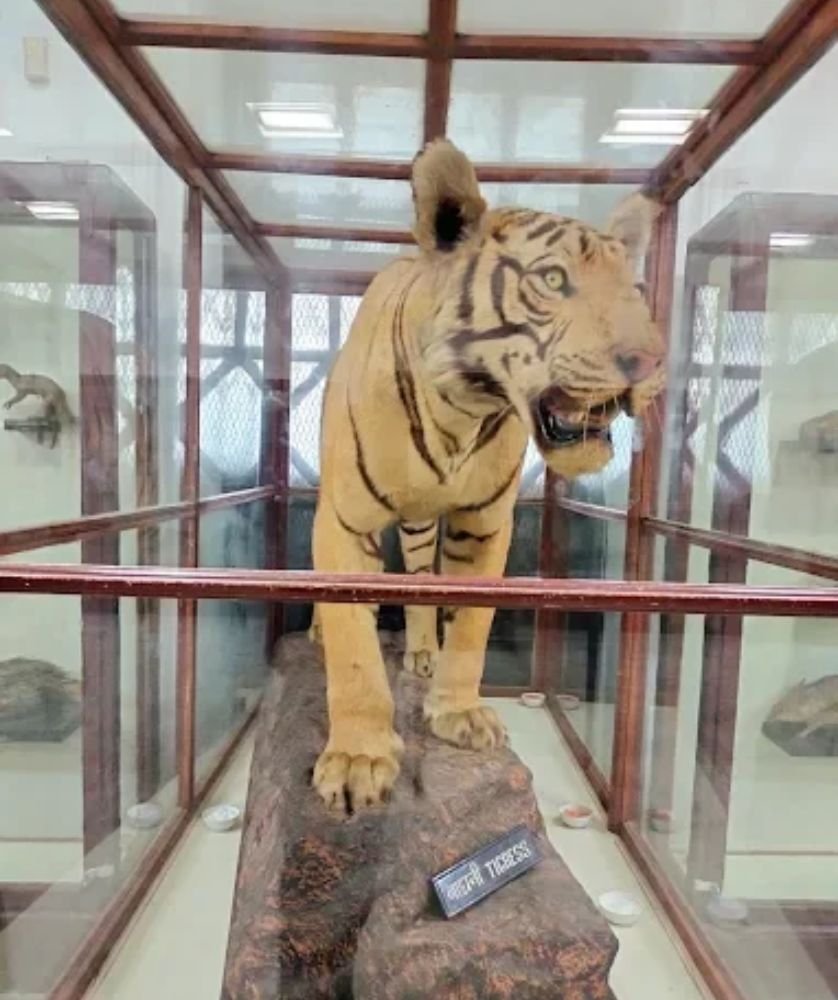 Patna Museum History